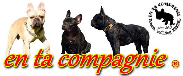 �t�����`�u���h�b�O�@������