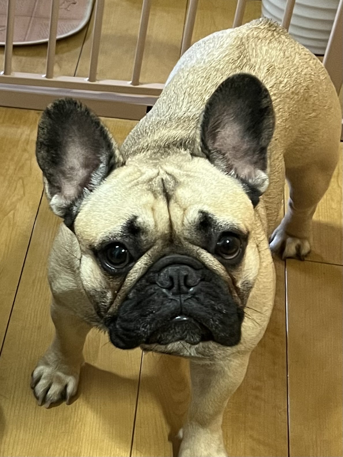 6/12 スカイブルドラゴン