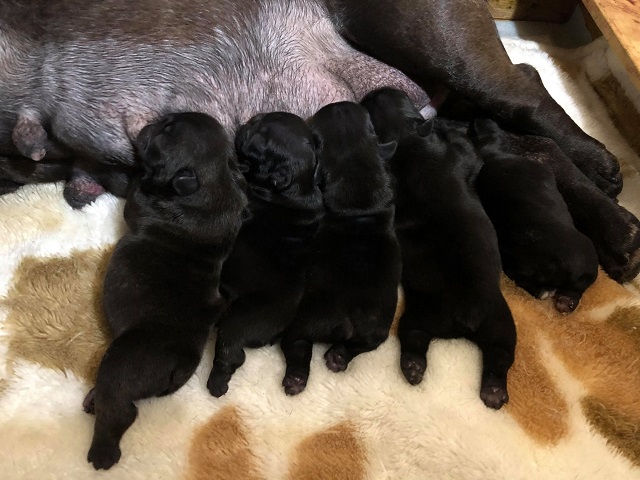 �t�����`�u���h�b�O �q�� �ŐV���