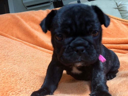 �t�����`�u���h�b�O �u�����h��