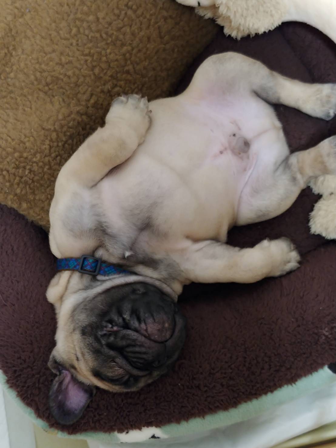 Dog∞ フレンチブルドッグ