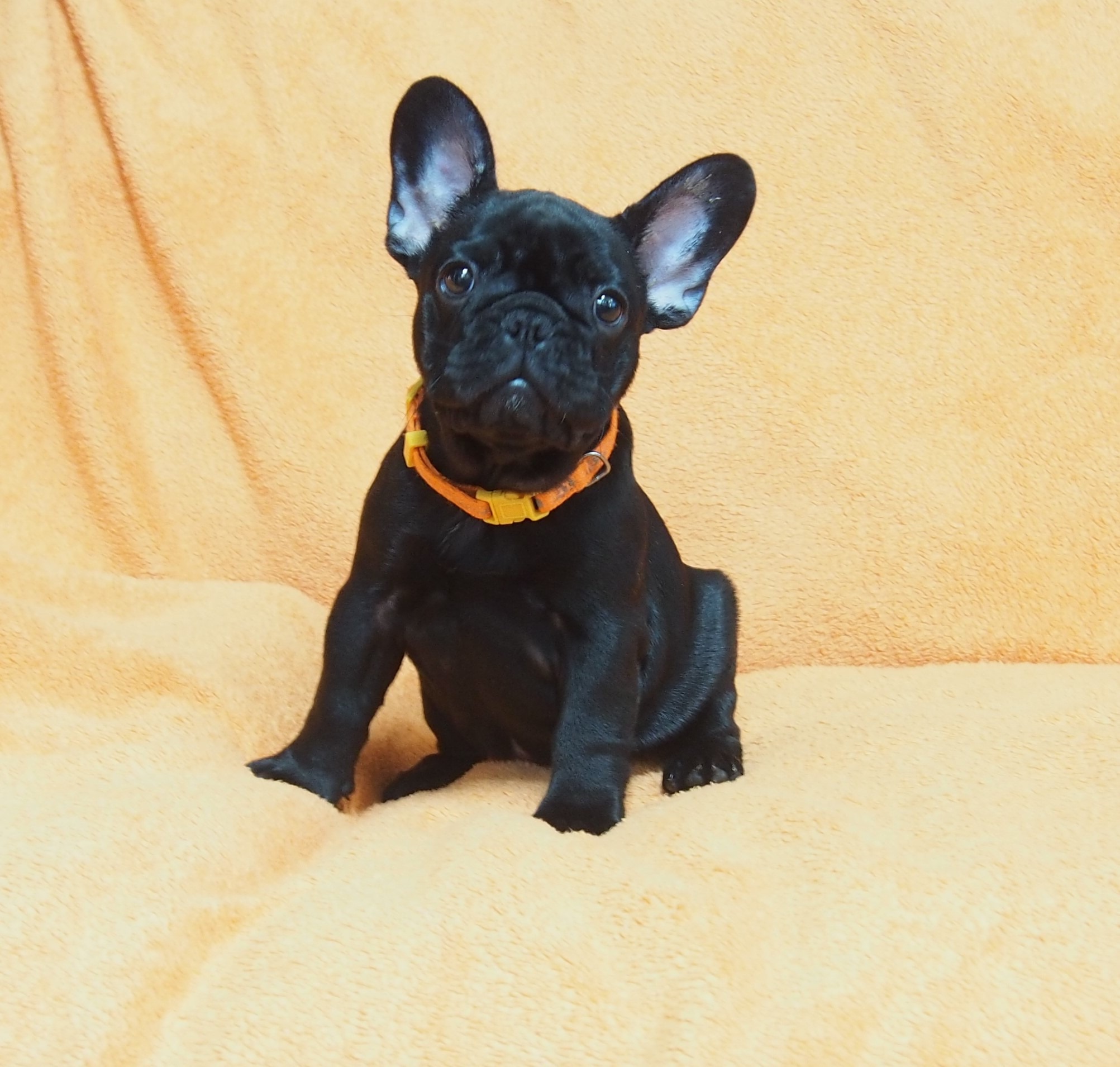 �t�����`�u���h�b�O �u�����h��