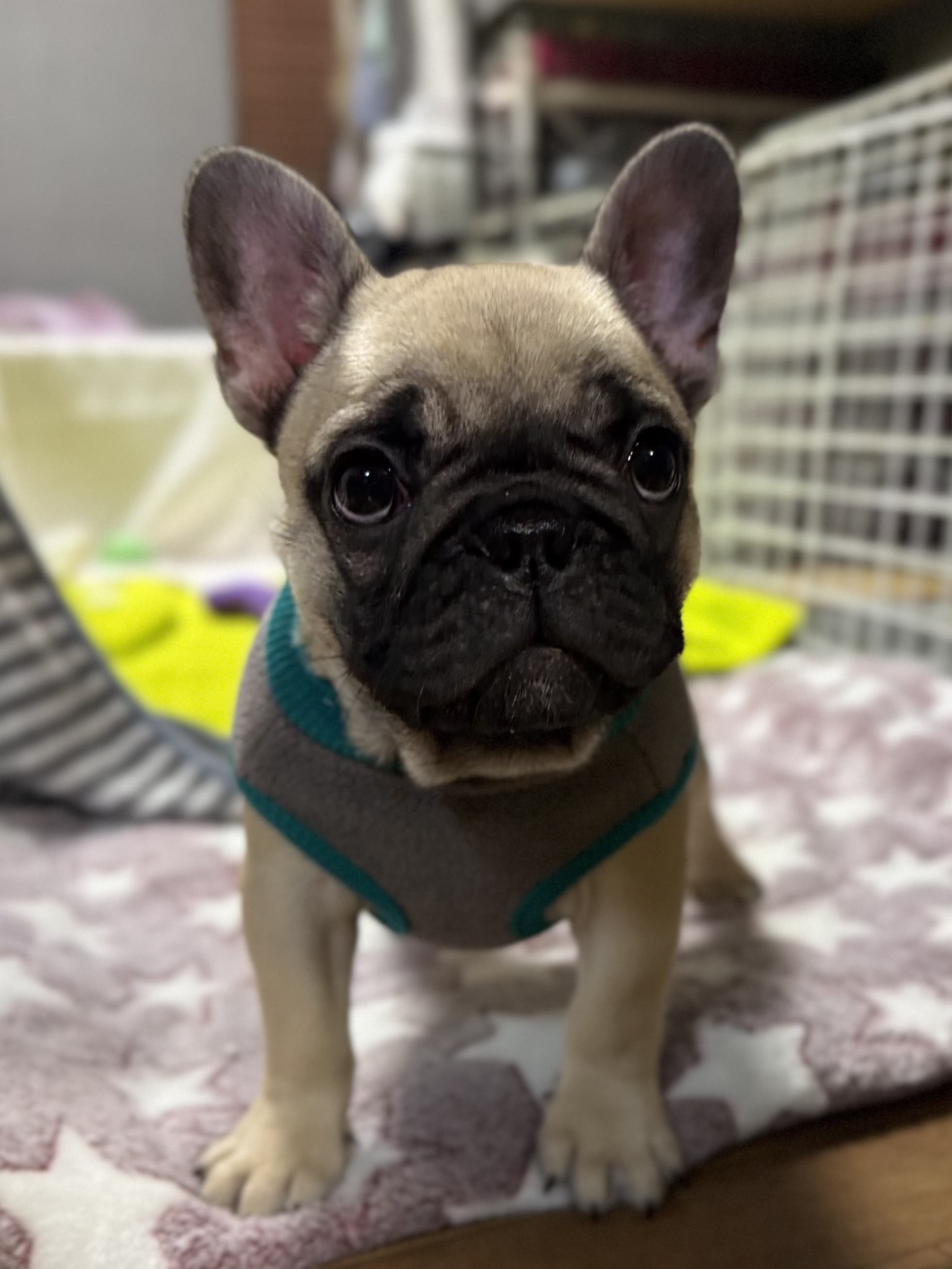 �t�H�[���̏��̎q