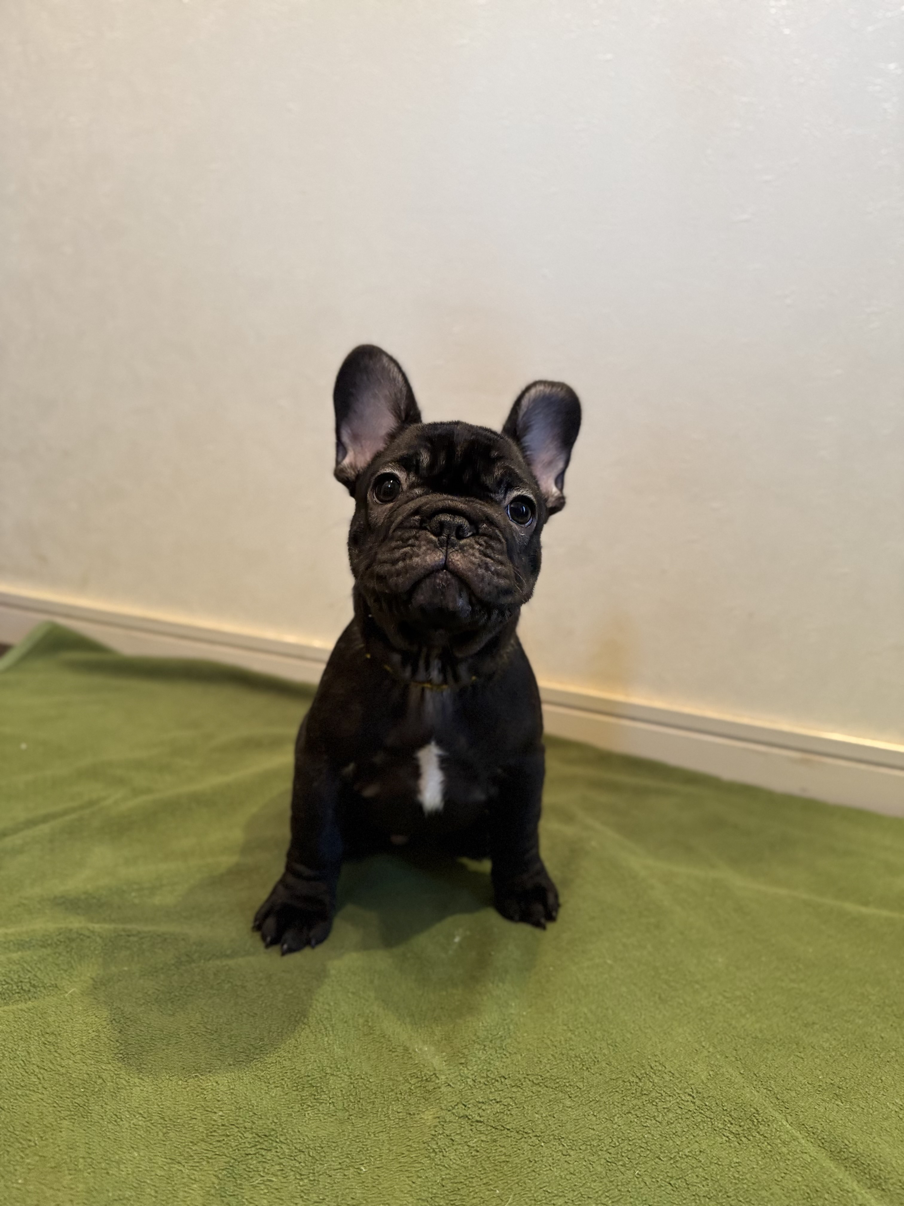 �u�����h�� �j�̎q �l�N�^�C