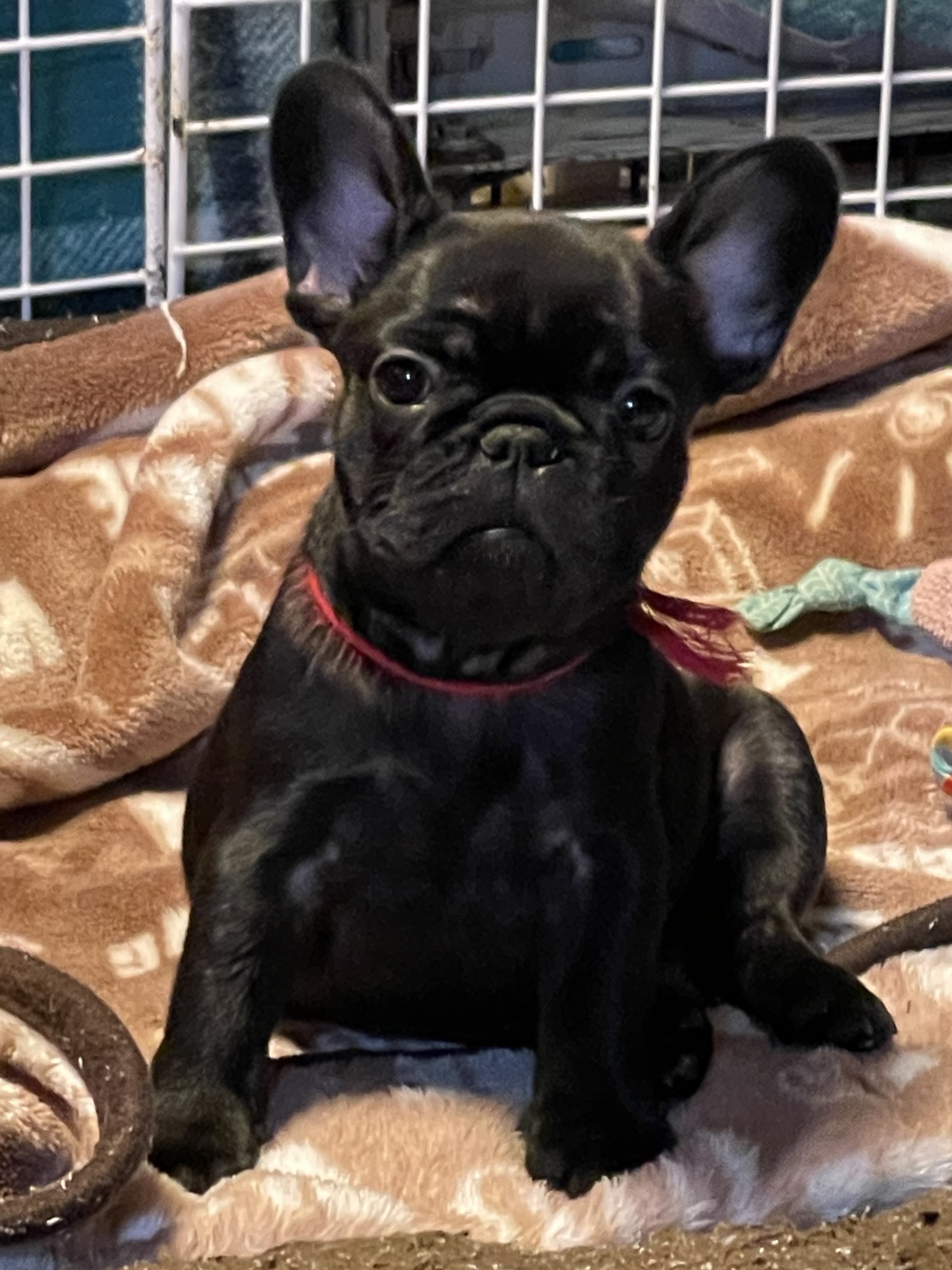 9/7 ���b�h���{��