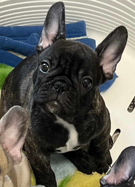 4/24 �t�����`�u���h�b�O �q��