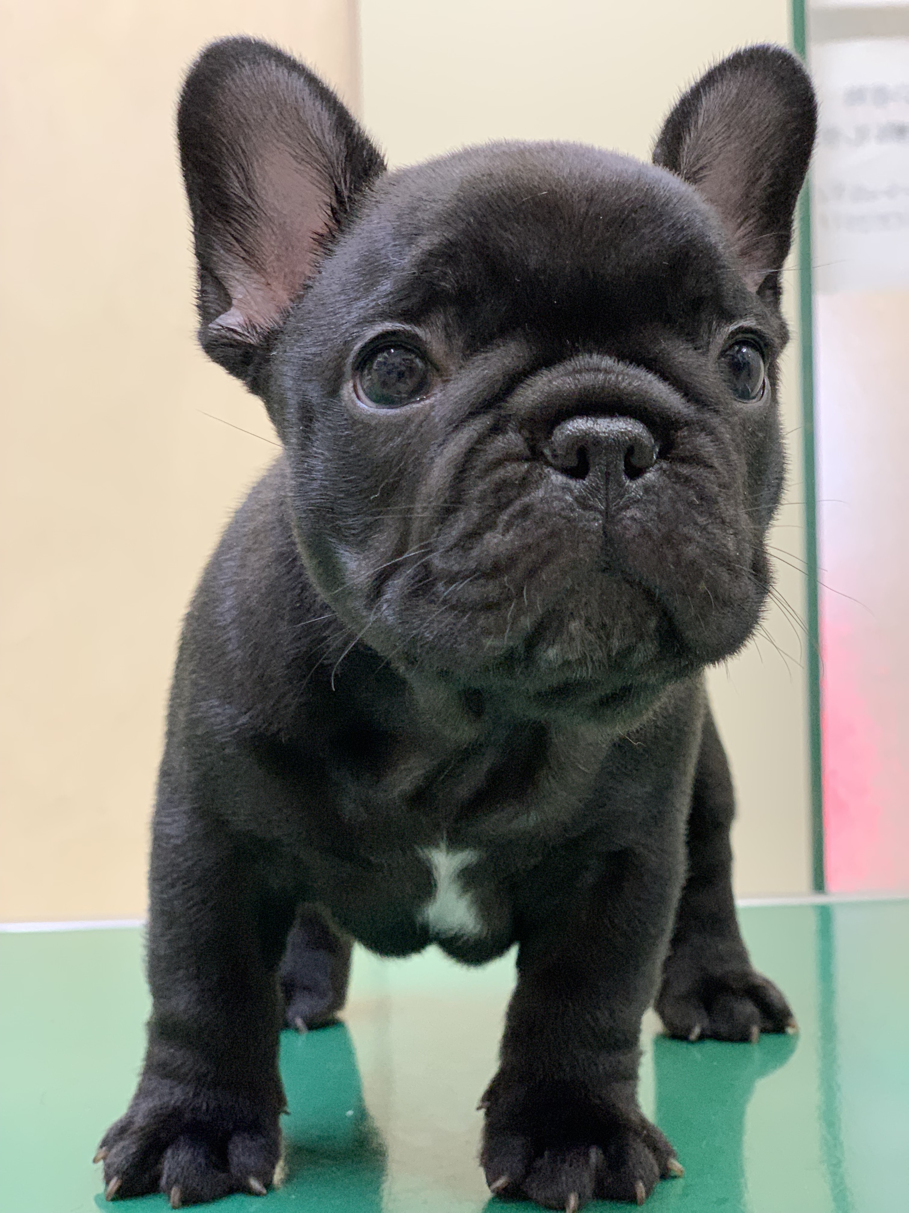 6/9 �u�����h�� ��