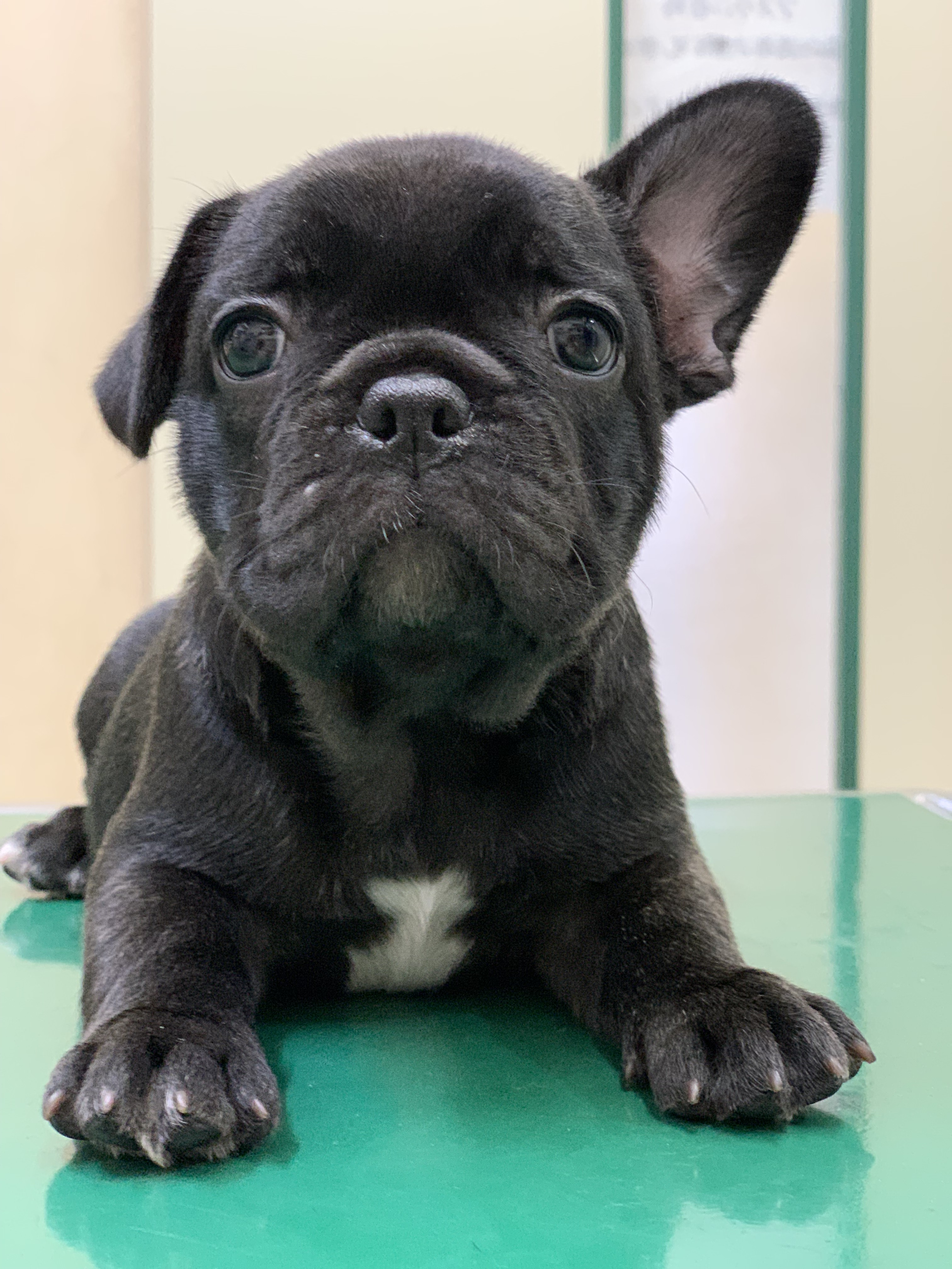 6/9 �u�����h�� ��