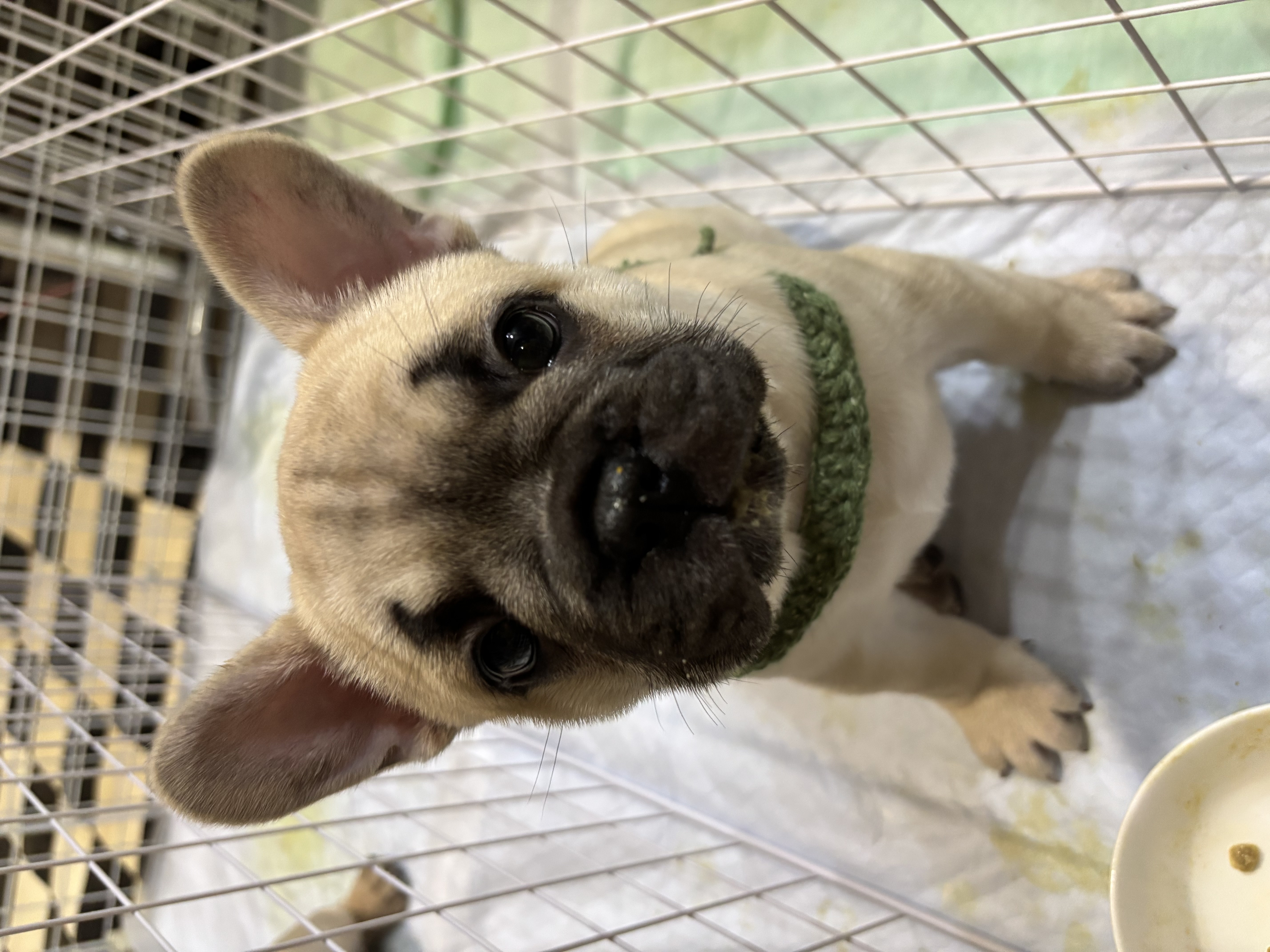 フォーン 女の子 (グリーンリボン)