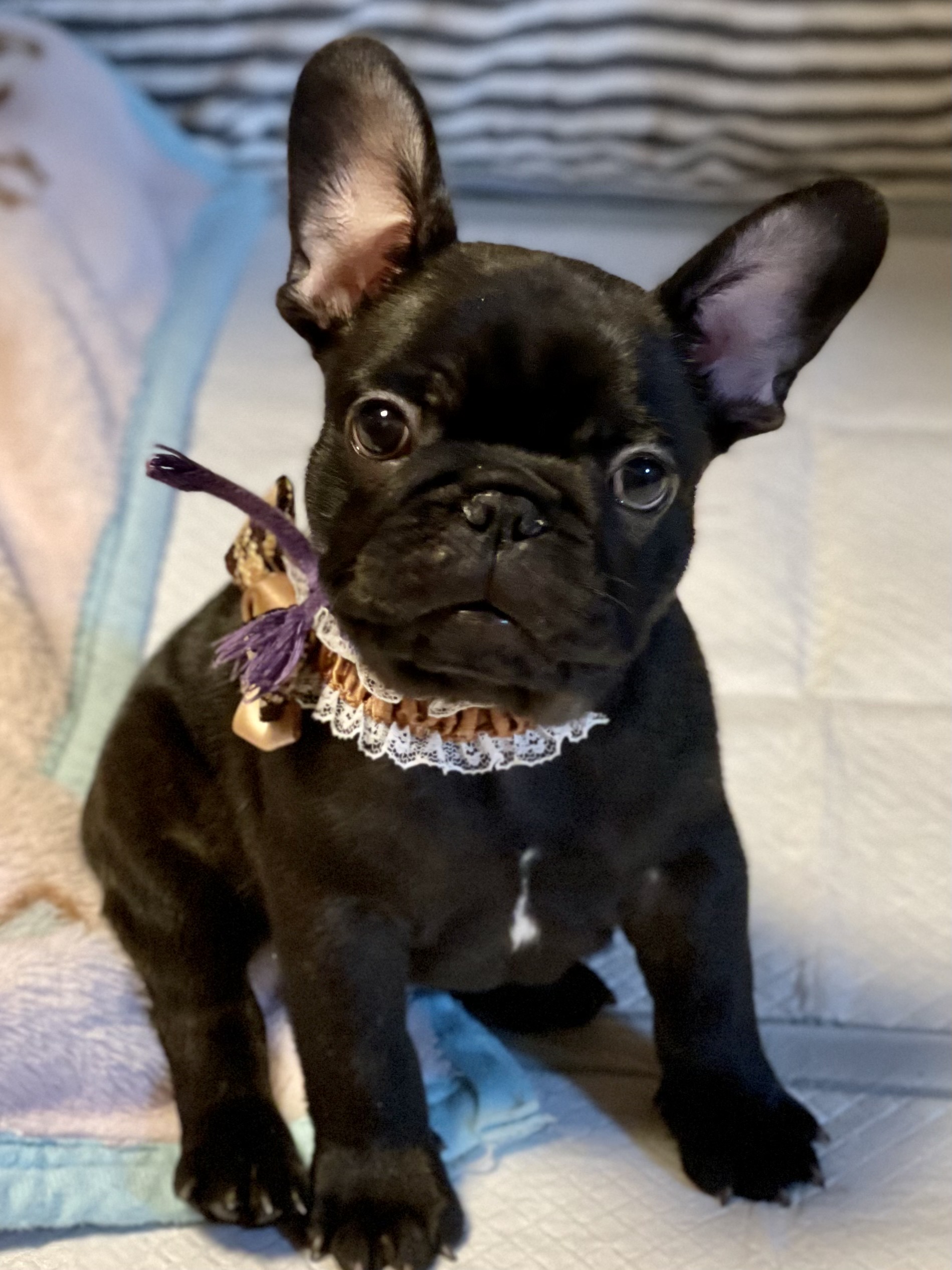 9/7 �p�[�v�����{��