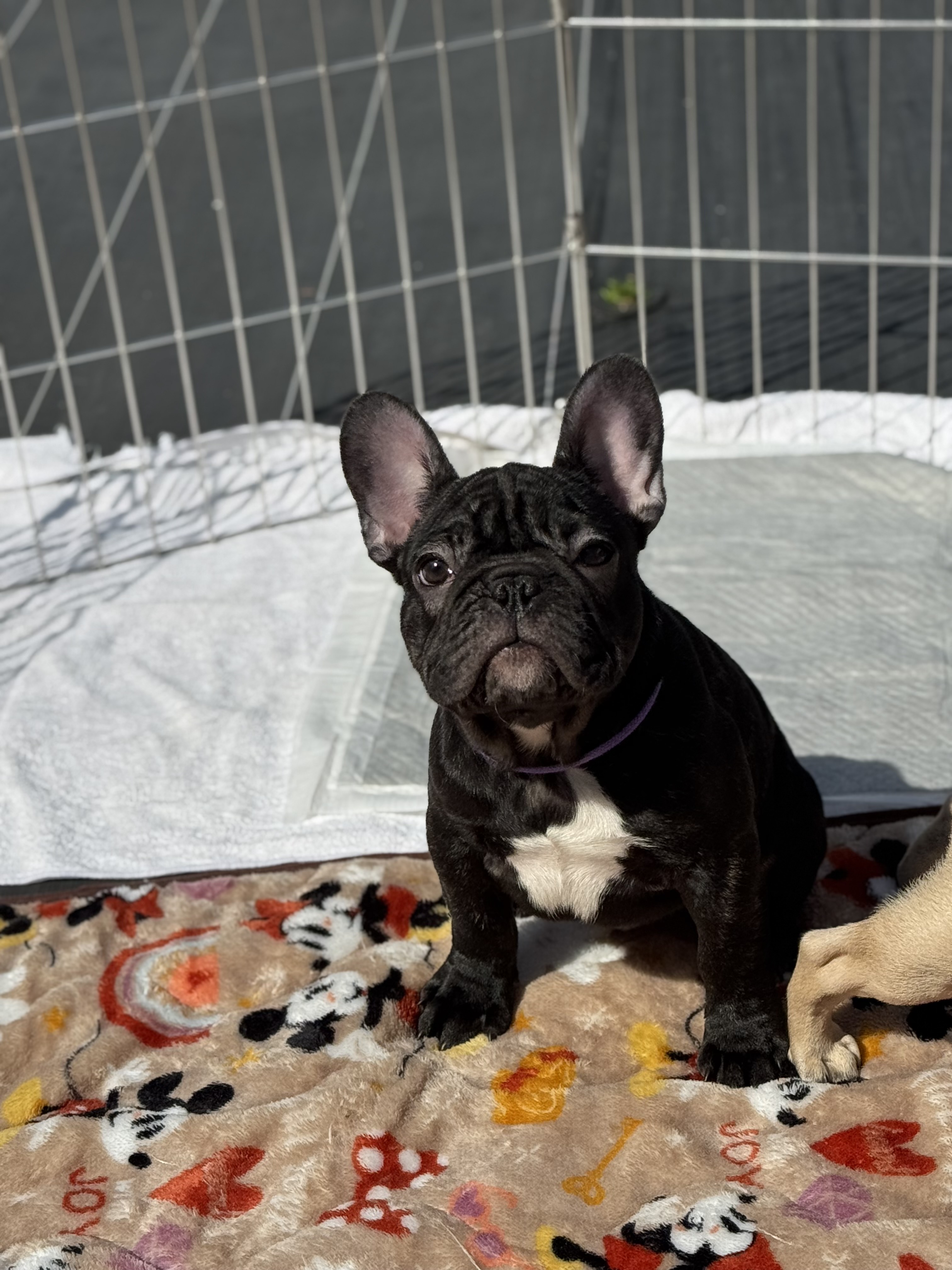 �u�����h�� �j�̎q �G�v����