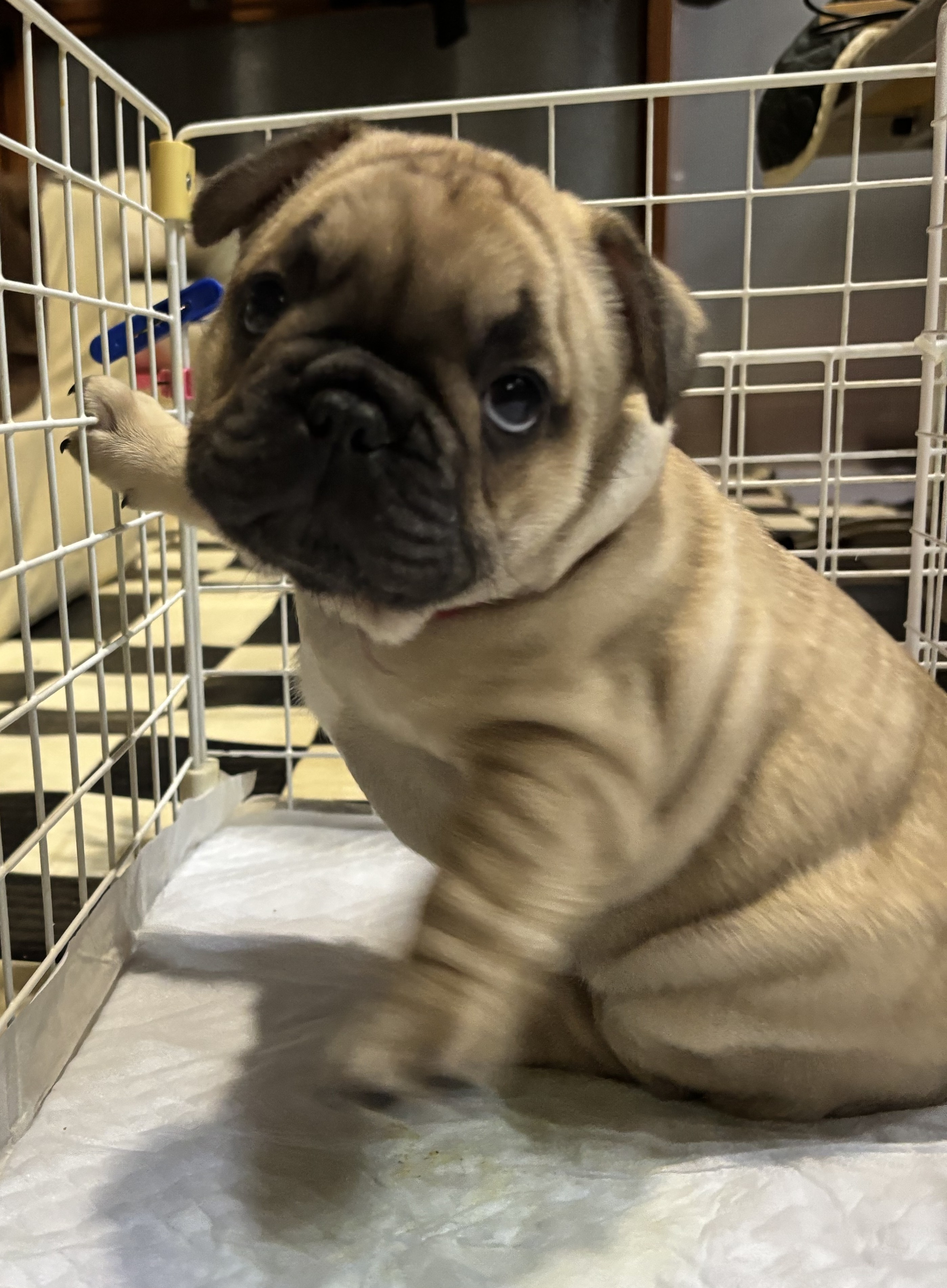 フォーン 男の子 (レッドリボン)