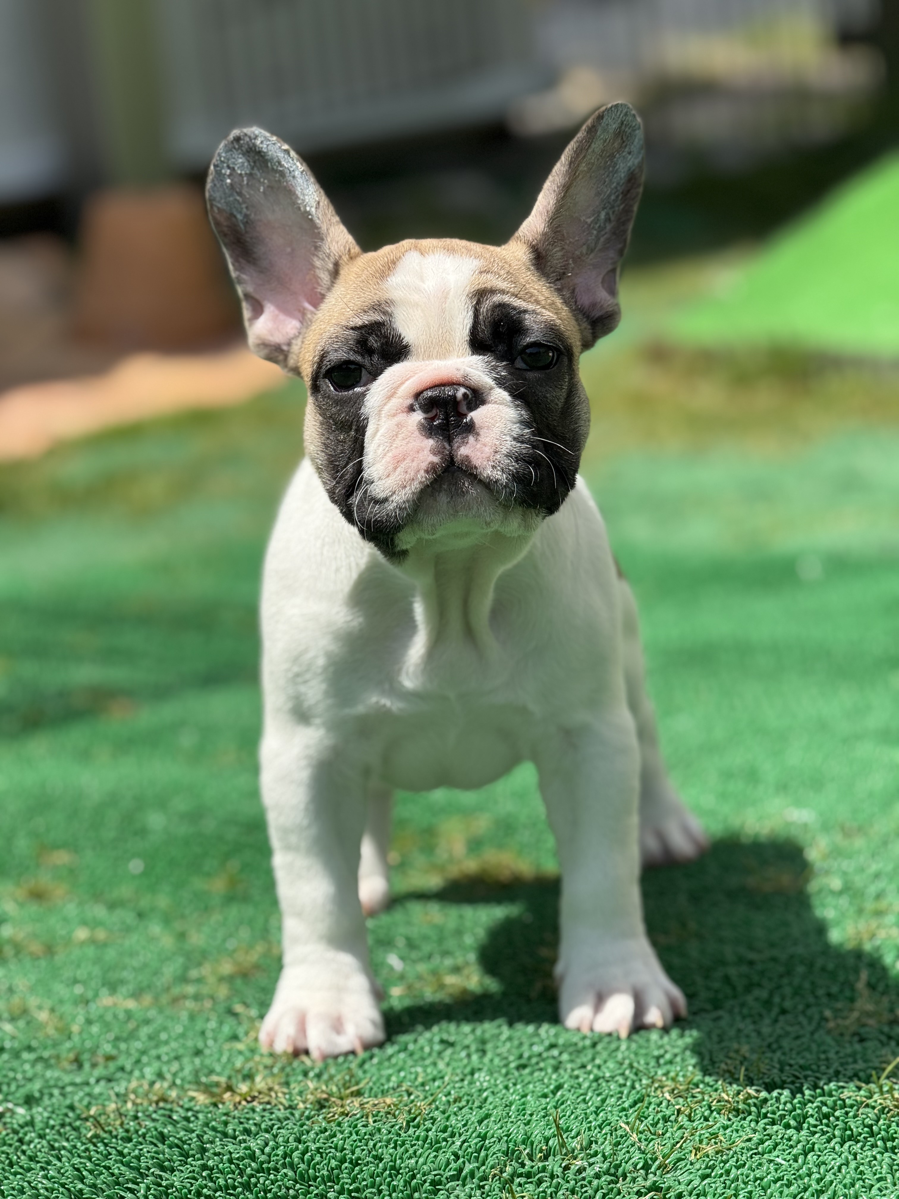 2/1 �t�H�[���p�C�h