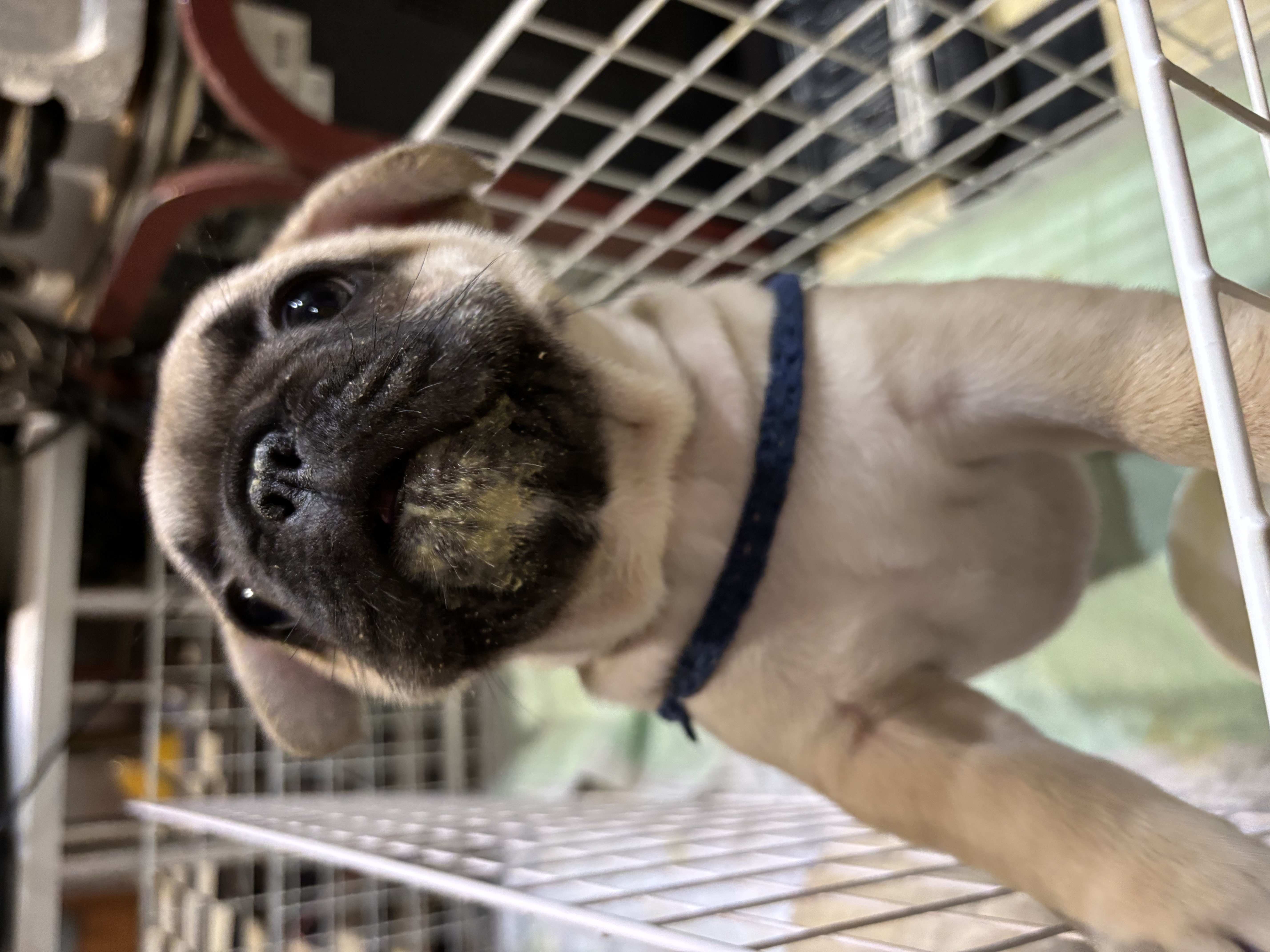 フォーン 女の子<br>(ブルーリボン)