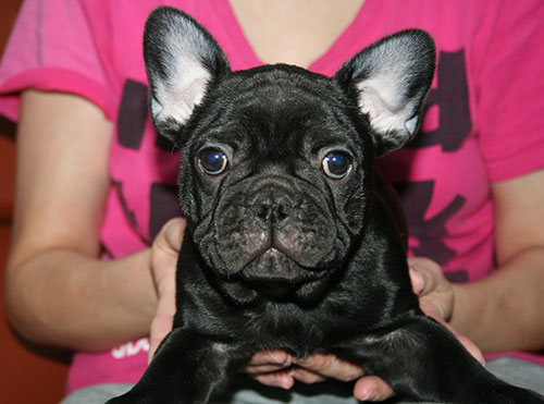 �t�����`�u���h�b�O �u�����h��