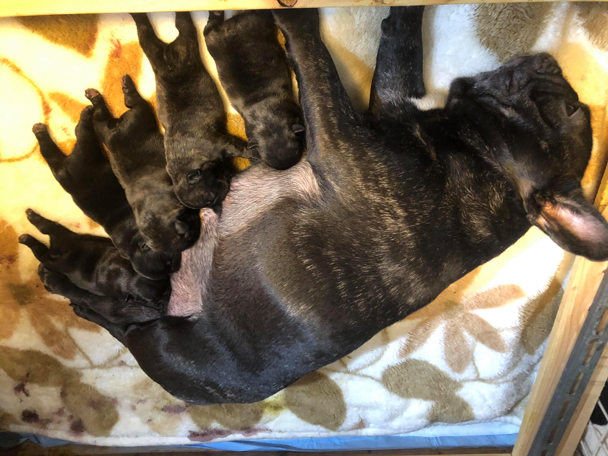 �t�����`�u���h�b�O �q�� �ŐV���