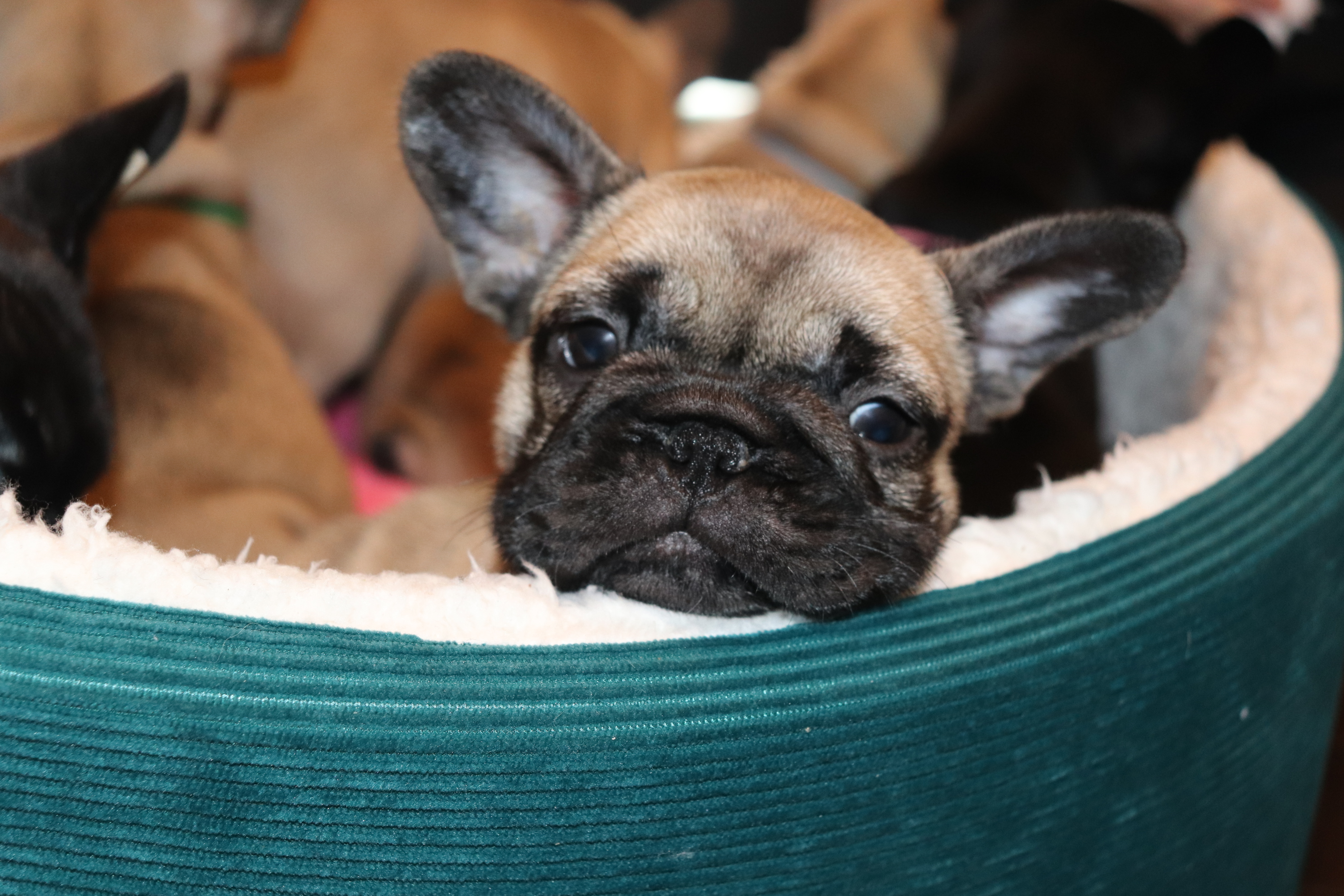 �t�����`�u���h�b�O �t�H�[��