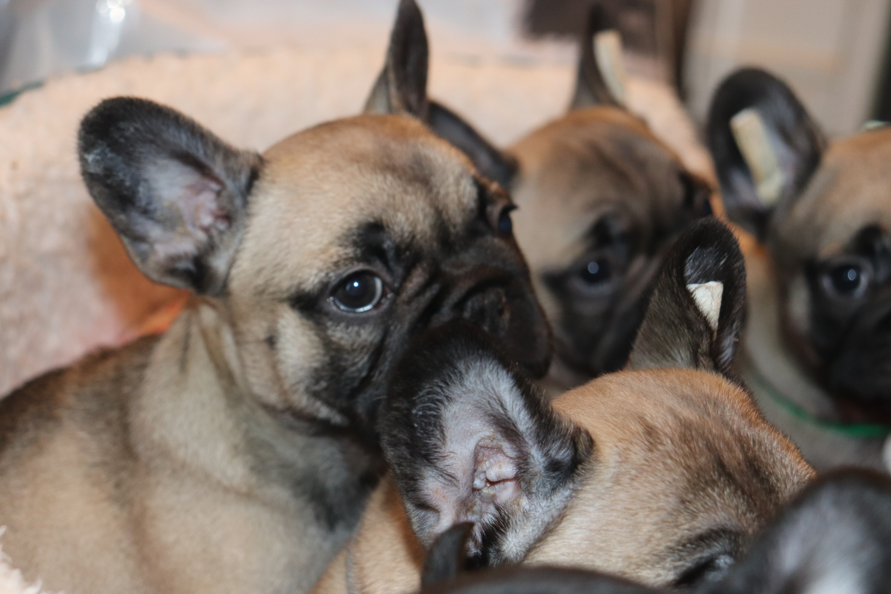 Dog�� �����o�[�Y�N���u