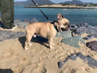 �t�����`�u���h�b�O �t�H�[��