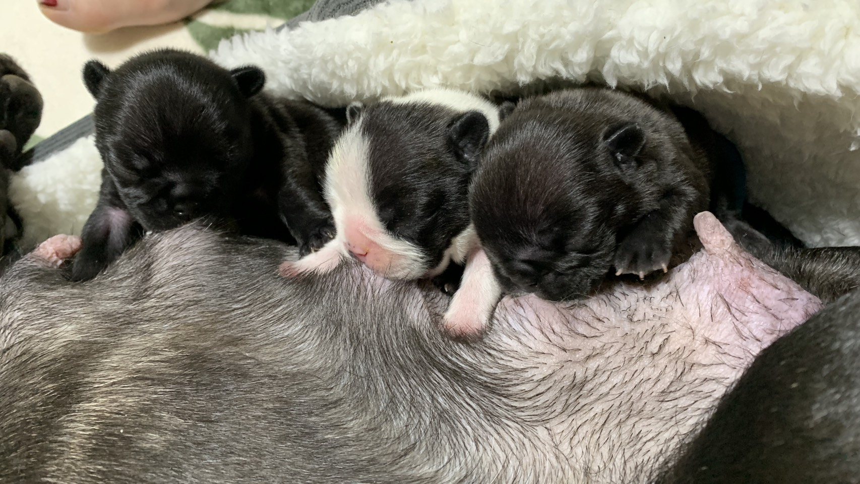 �t�����`�u���h�b�O �q�� �ŐV���