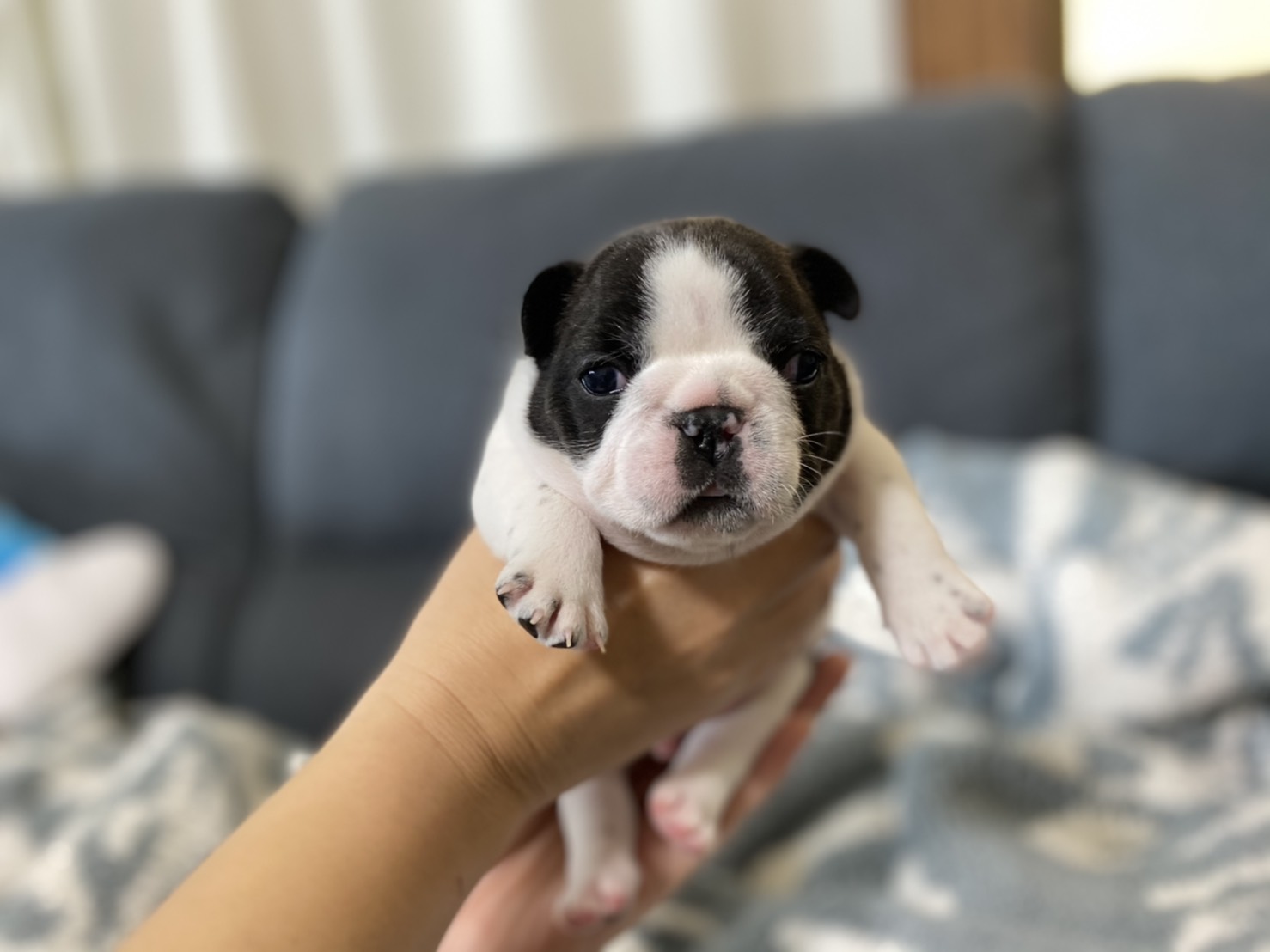 �t�����`�u���h�b�O DOG��