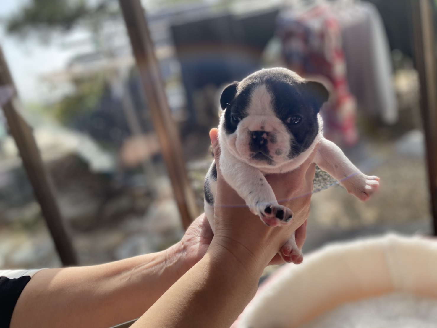 �t�����`�u���h�b�O DOG��