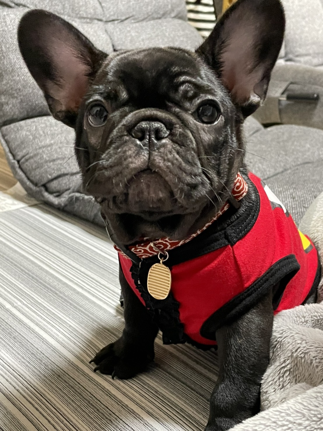 フレンチブルドッグ DOG∞