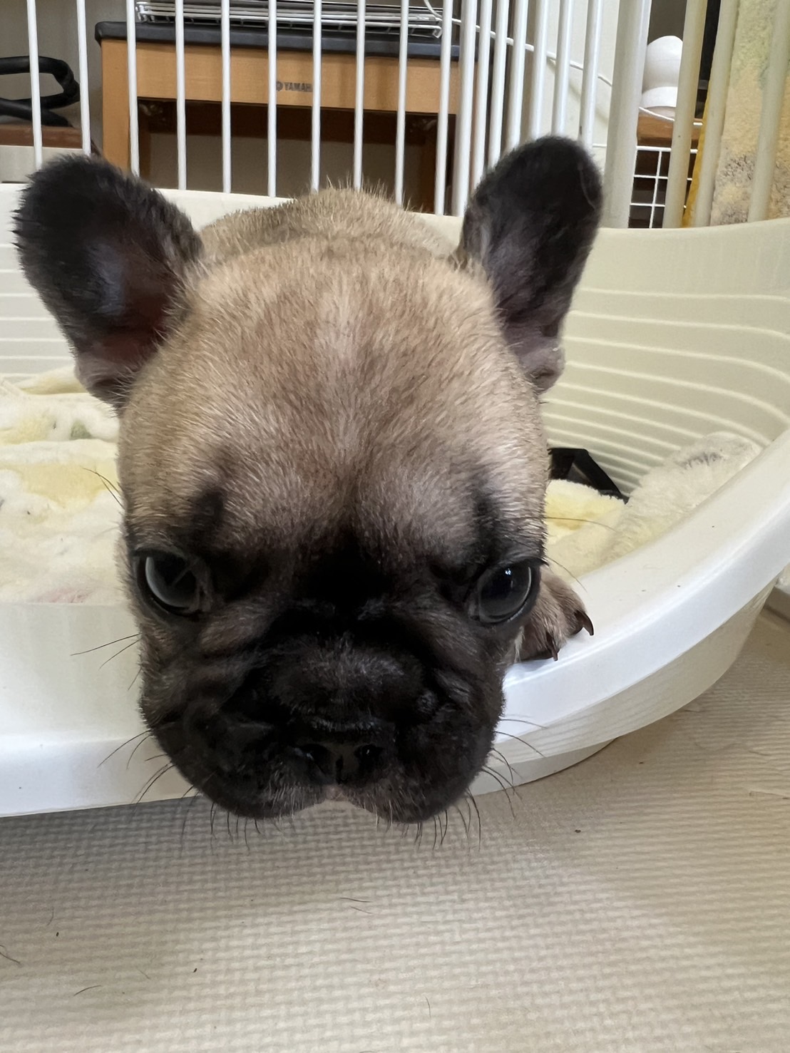 �t�����`�u���h�b�O �q��