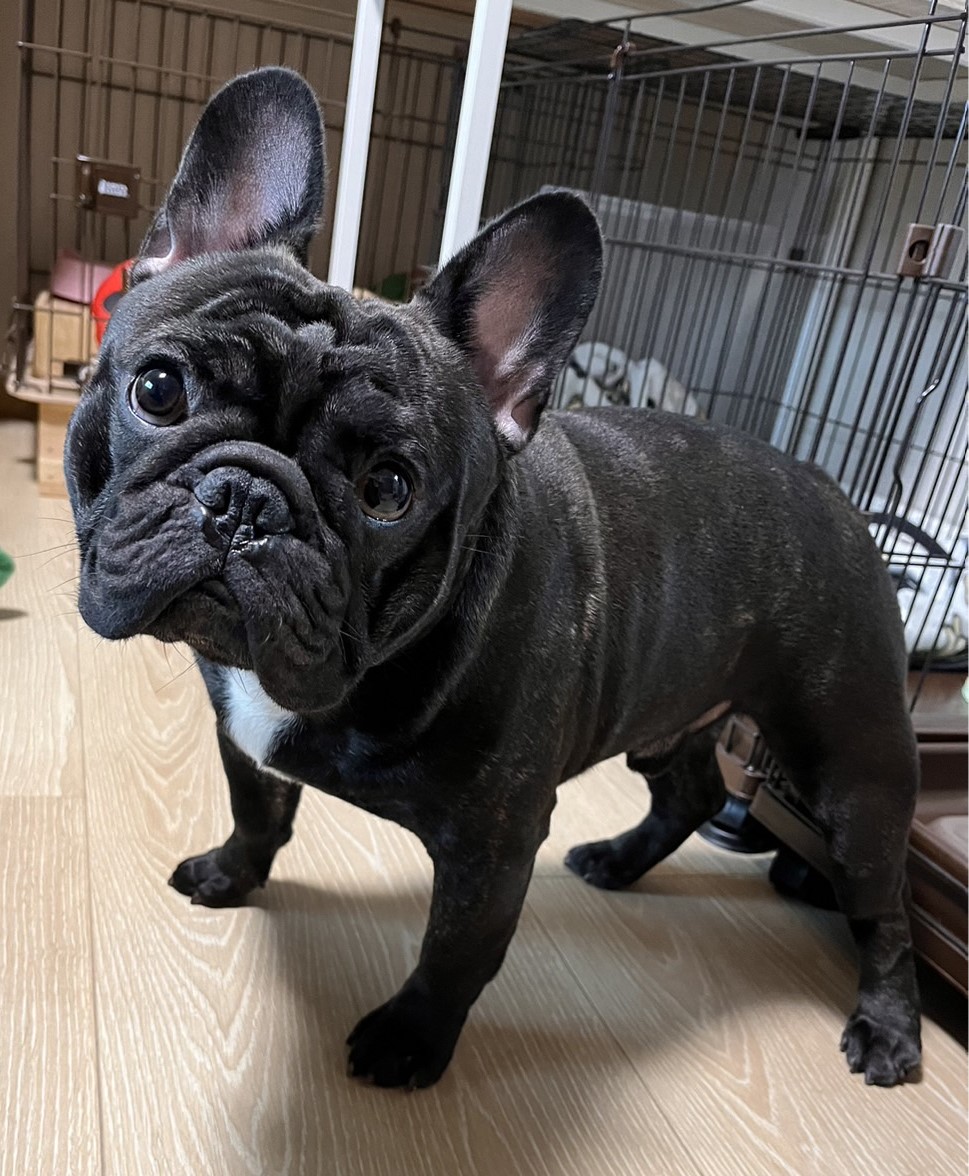 6/12 スカイブルドラゴン