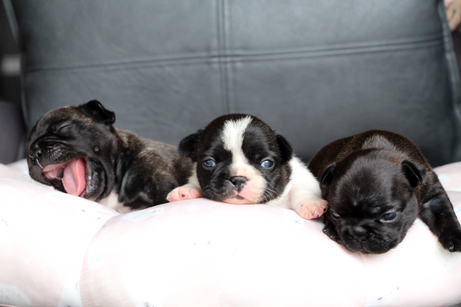 �t�����`�u���h�b�O �q�� �ŐV���