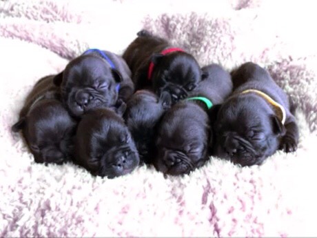 �t�����`�u���h�b�O �q�� �ŐV���