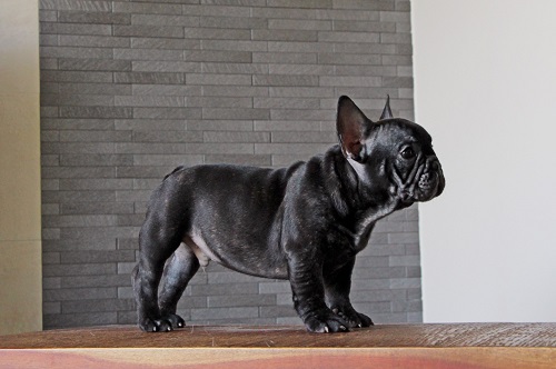 �t�����`�u���h�b�O �u�����h��