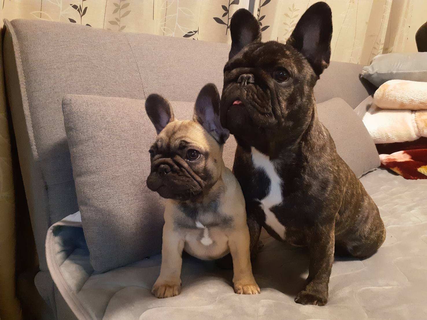 Dog∞ フレンチブルドッグ