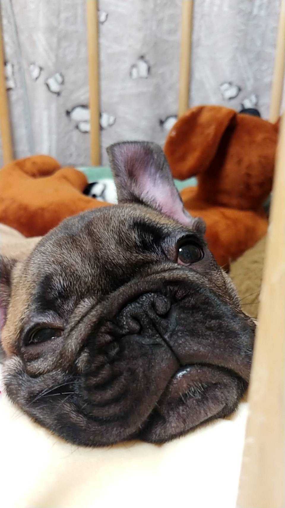 Dog∞ フレンチブルドッグ