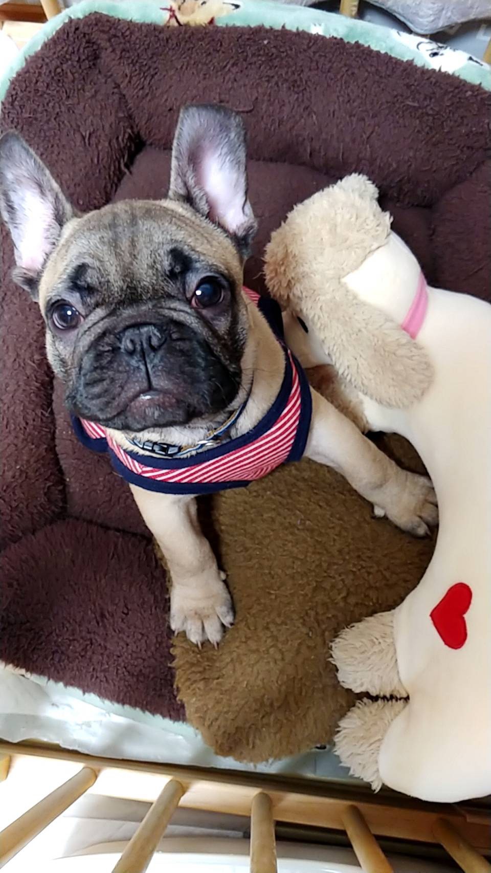 Dog∞ フレンチブルドッグ