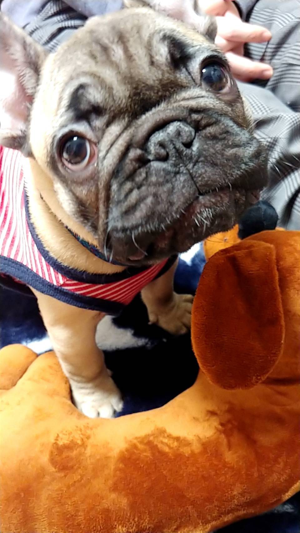 �t�����`�u���h�b�O �t�H�[��