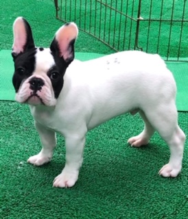 �t�����`�u���h�b�O �p�C�h