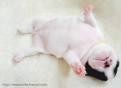 Dog�� �����o�[�Y�N���u